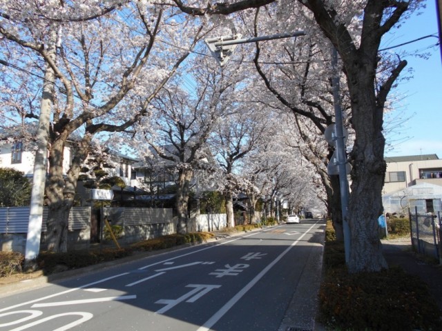 近所には和田通の桜並木